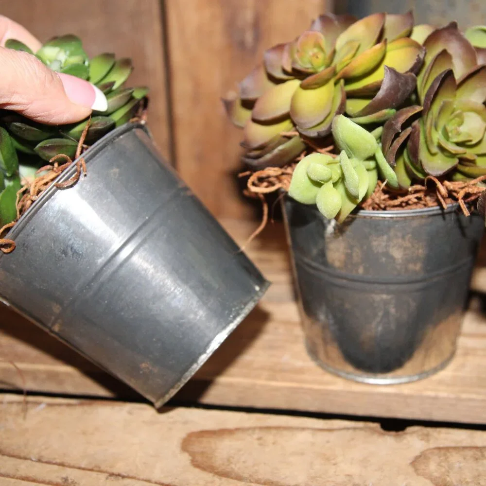 3 Rustic French Country Farmhouse Succulents in Weathered Aged Metal Buckets